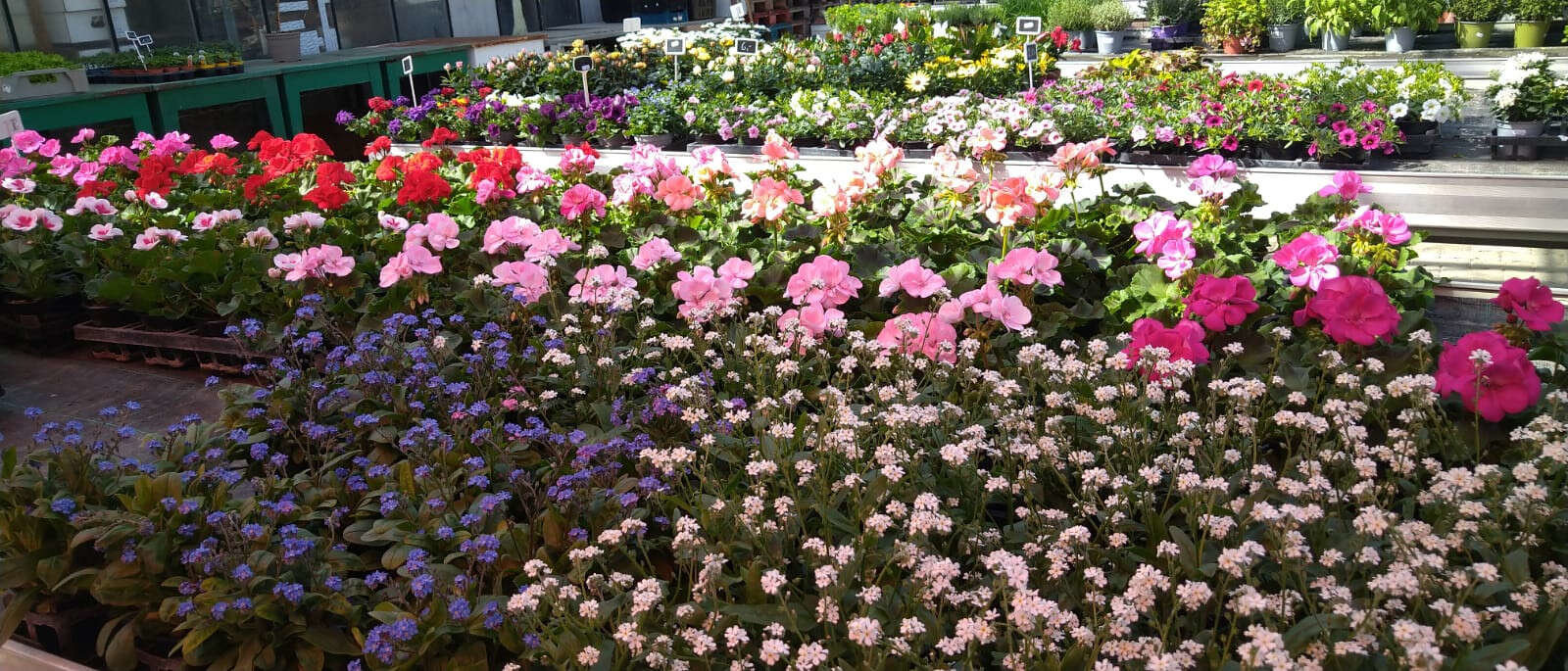 Blumen von Blumen Weiss Gartenbau